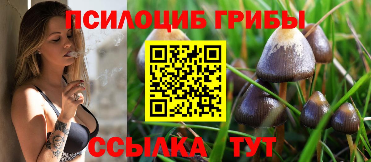 Галлюциногенные грибы Psilocybe Бузулук