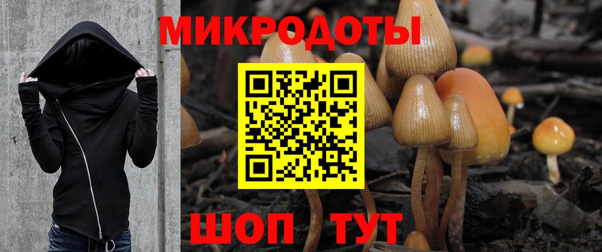 Галлюциногенные грибы Psilocybe Бузулук